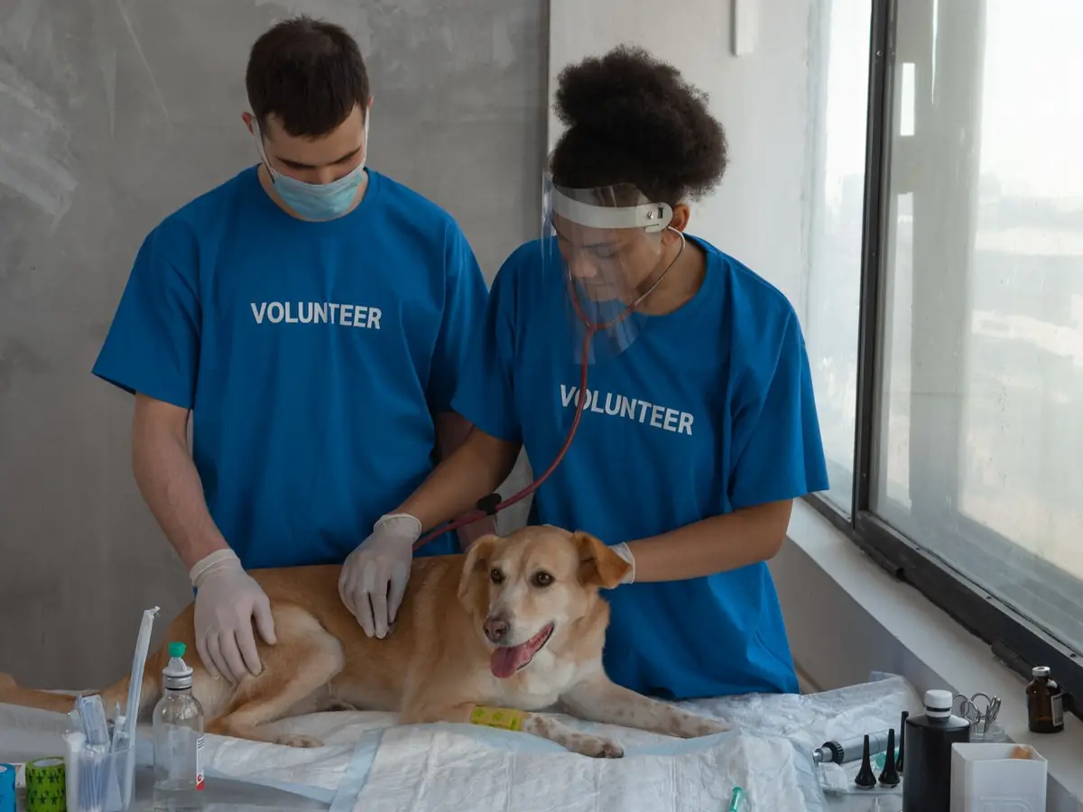 A veterinarian and two assistants examine a dog together